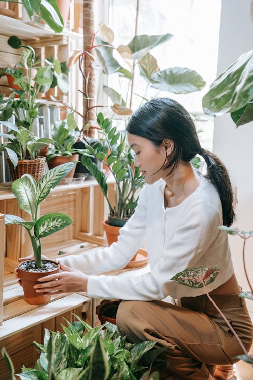 Creating Living Spaces: How Indoor Plants Improve Mood, Wellbeing and Everyday Living