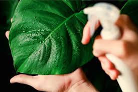 A Practical Guide to Common Houseplant Pests and Natural Ways to Control Them