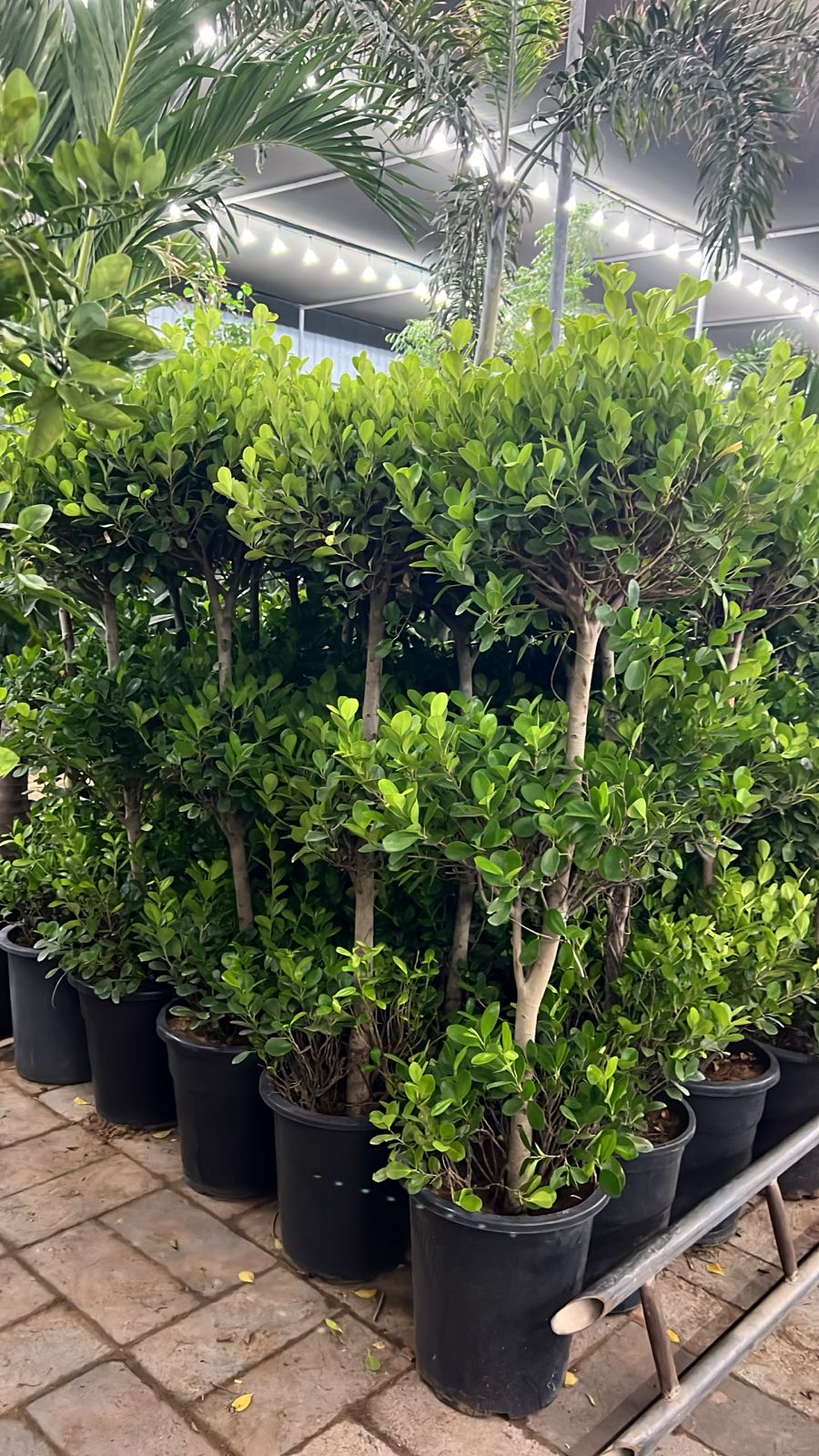 Ficus 3 Step