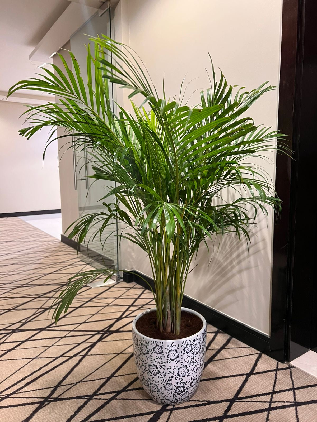 Elegant Areca Palm – Indoor Plant in Embroidered Pot