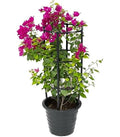 Bougainvillea