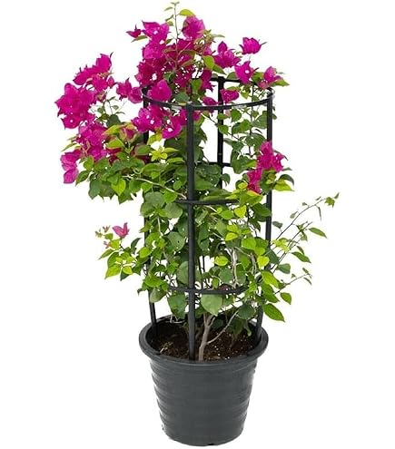 Bougainvillea