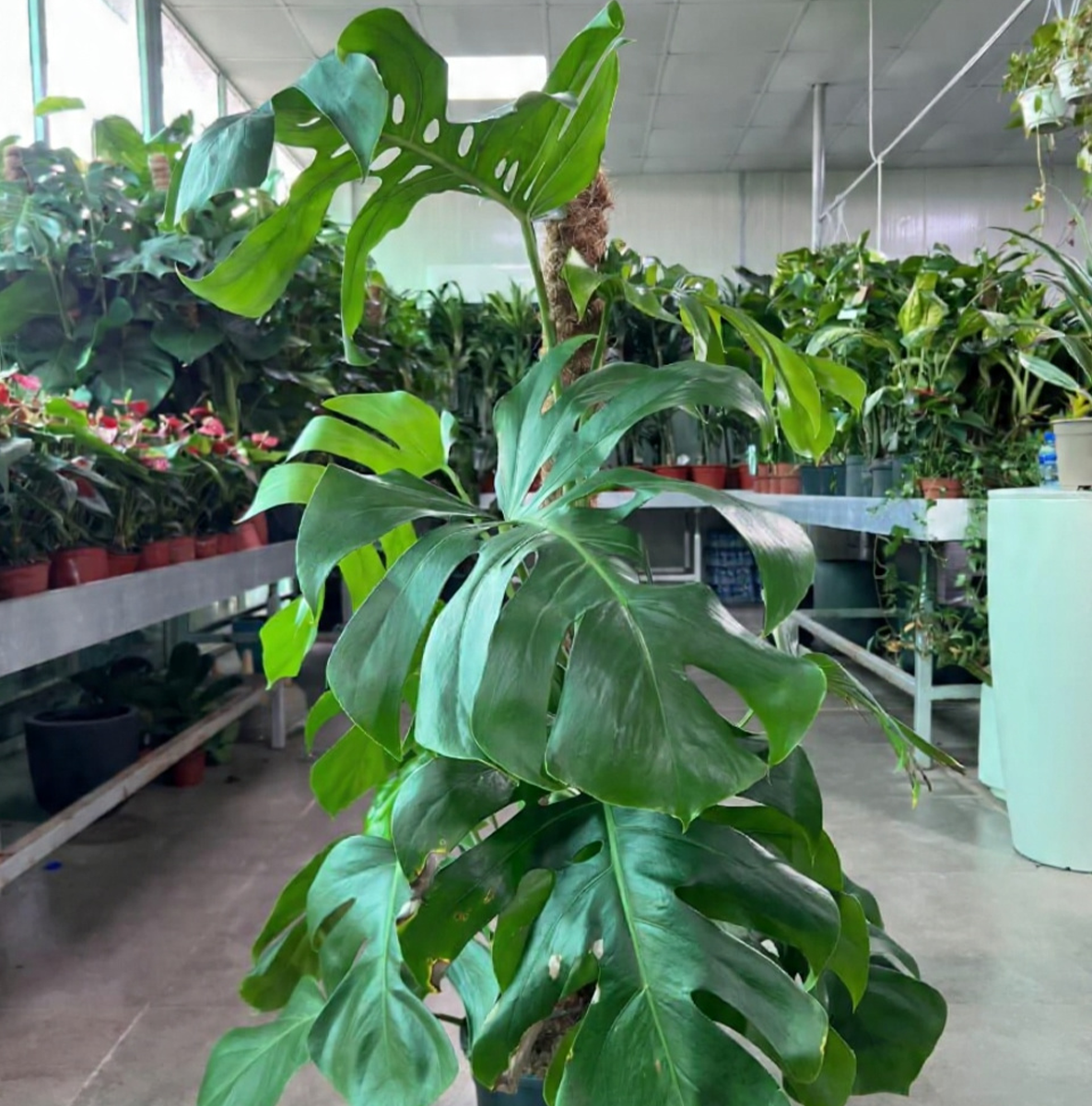 Monstera