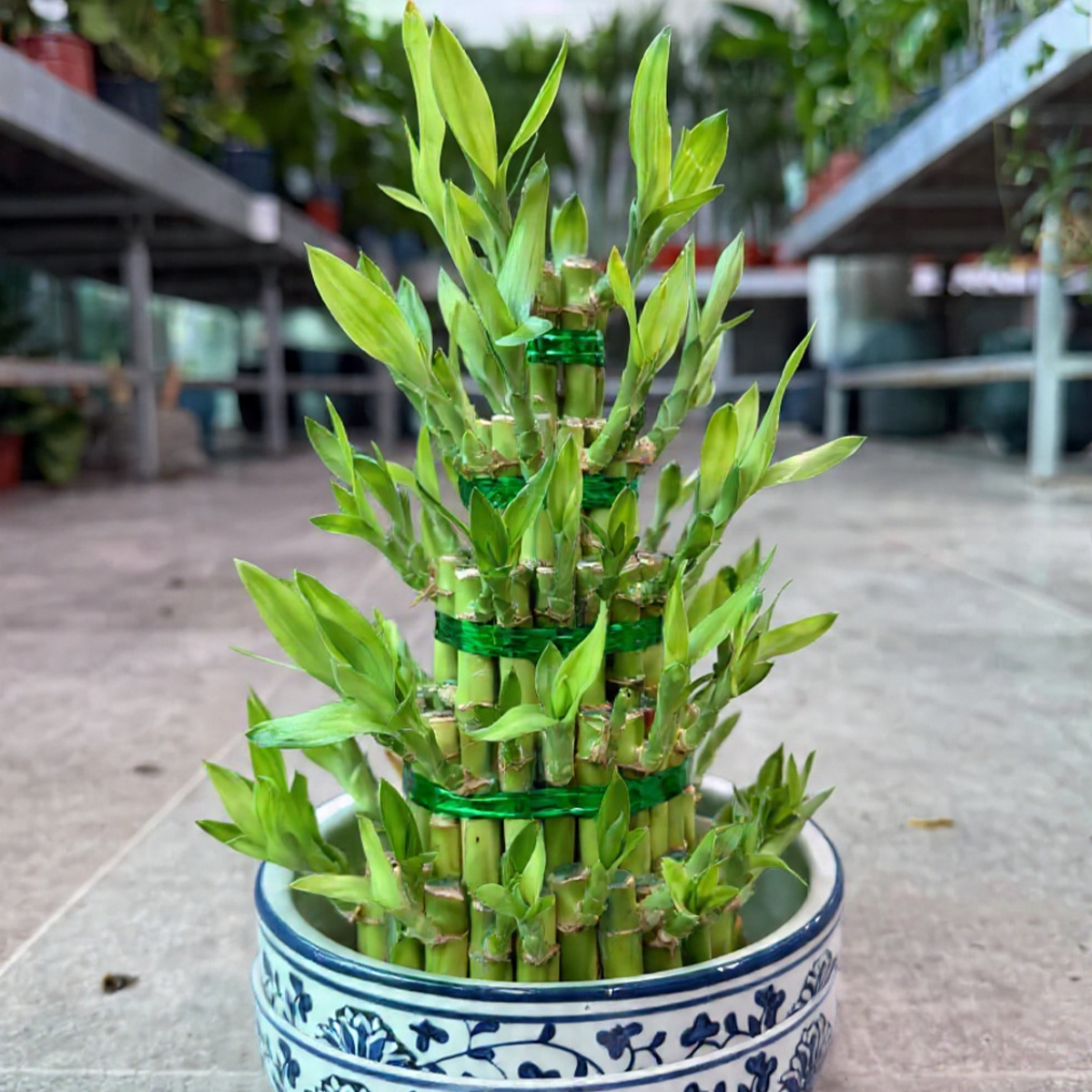 Bamboo