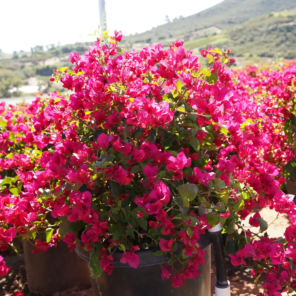 Bougainvillea