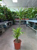 Dracaena Lemon Lime