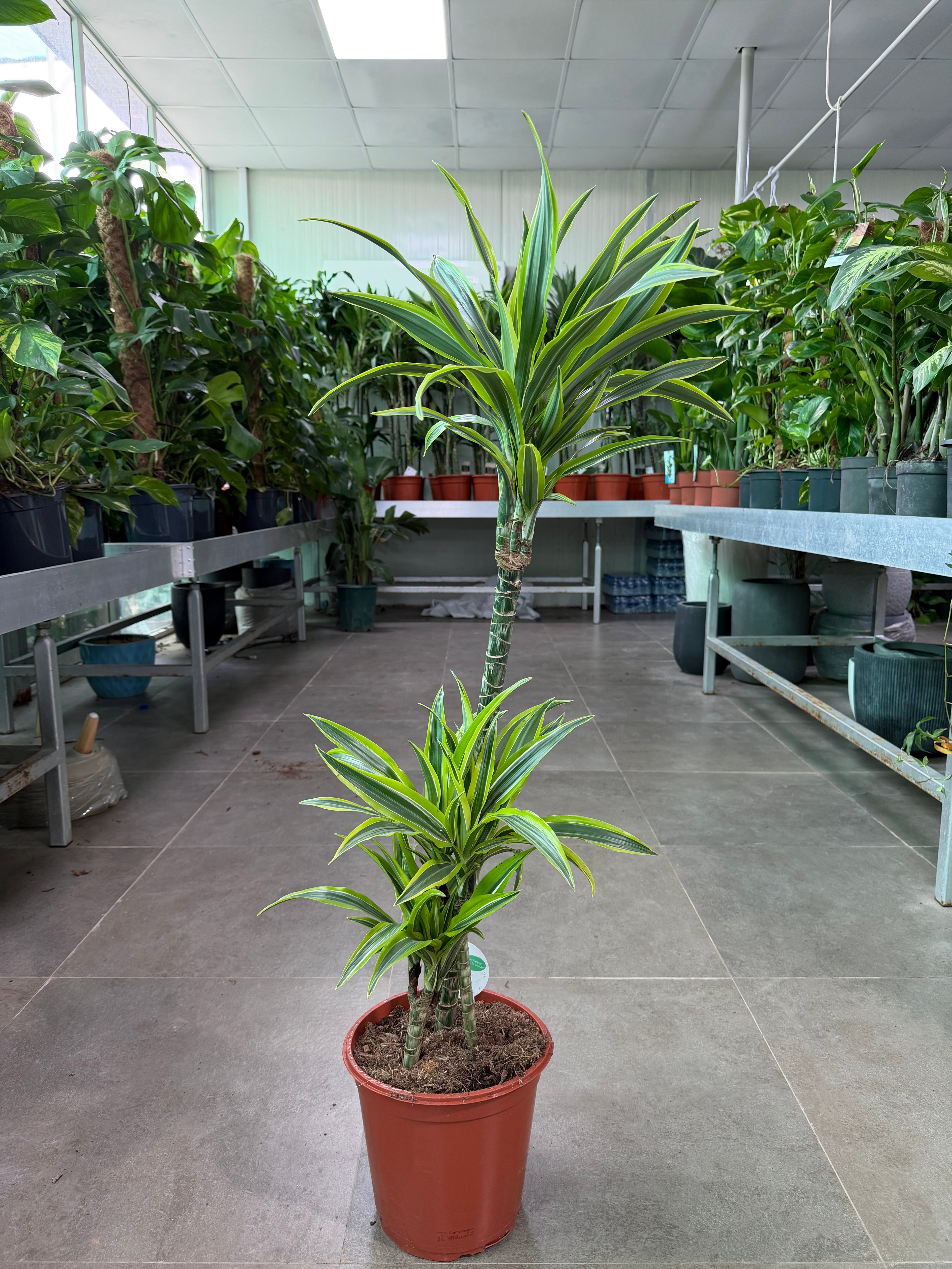 Dracaena Lemon Lime