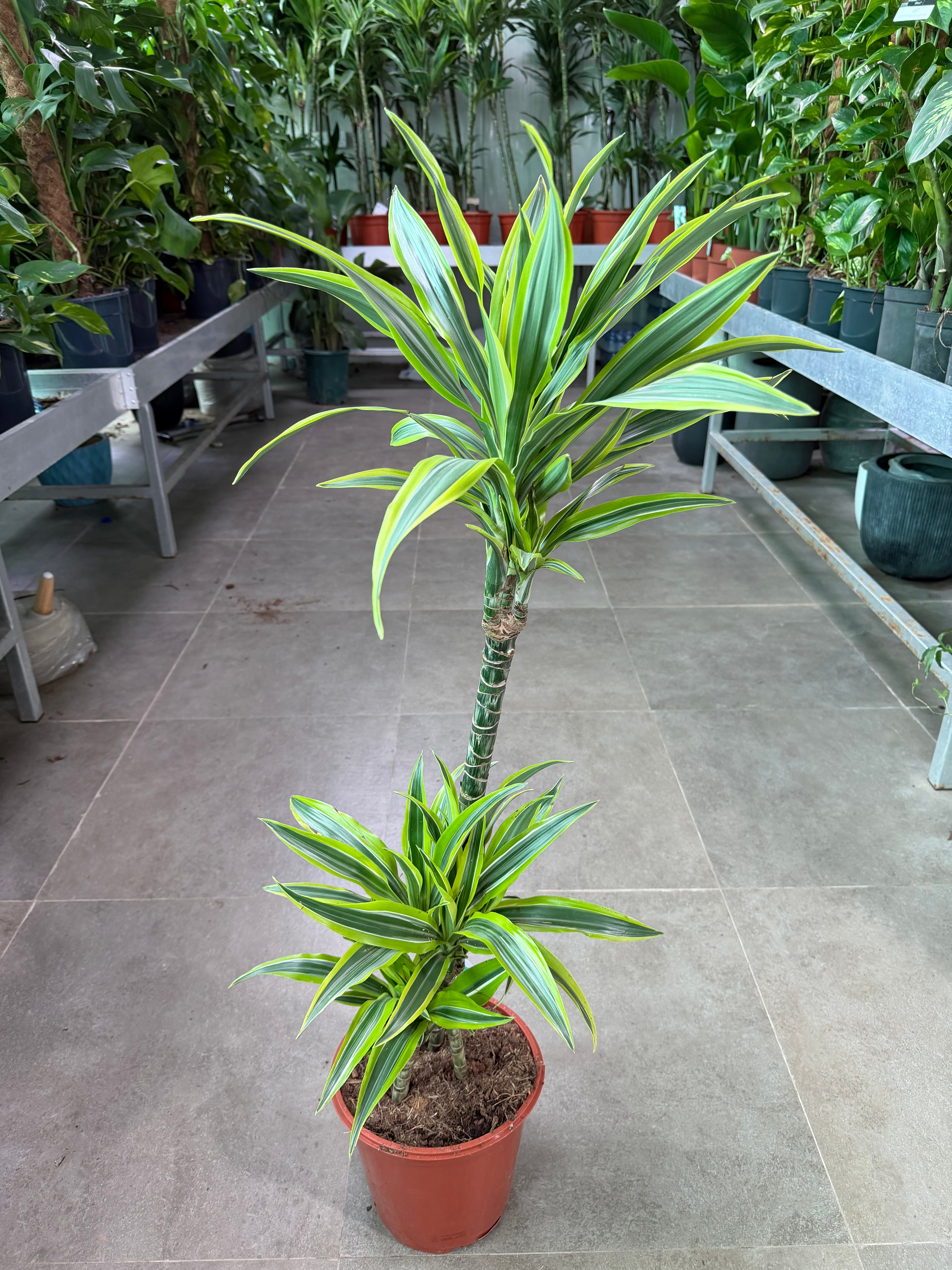 Dracaena Lemon Lime