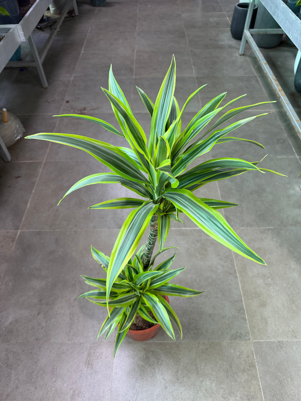Dracaena Lemon Lime