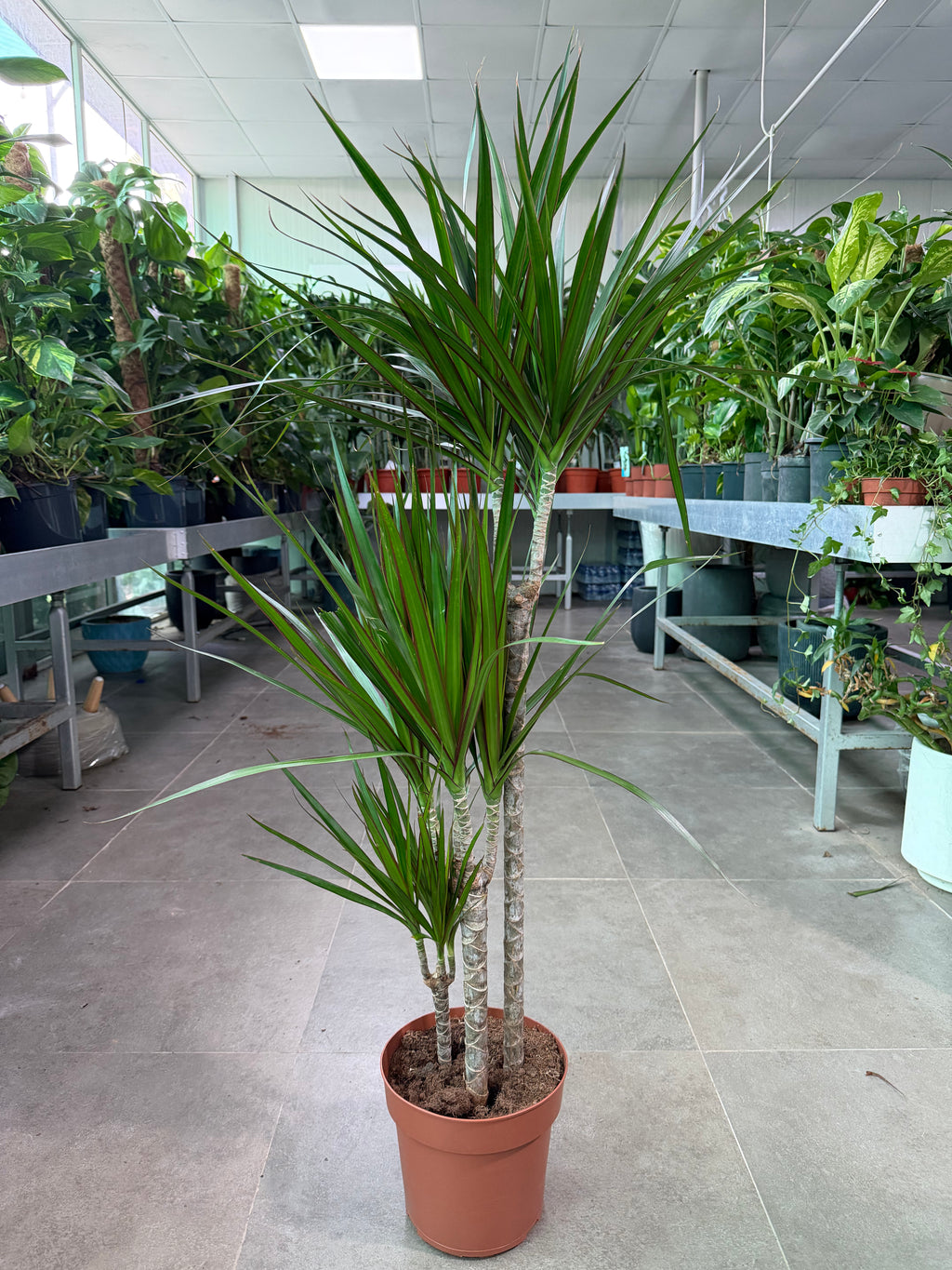 Dracaena Marginata
