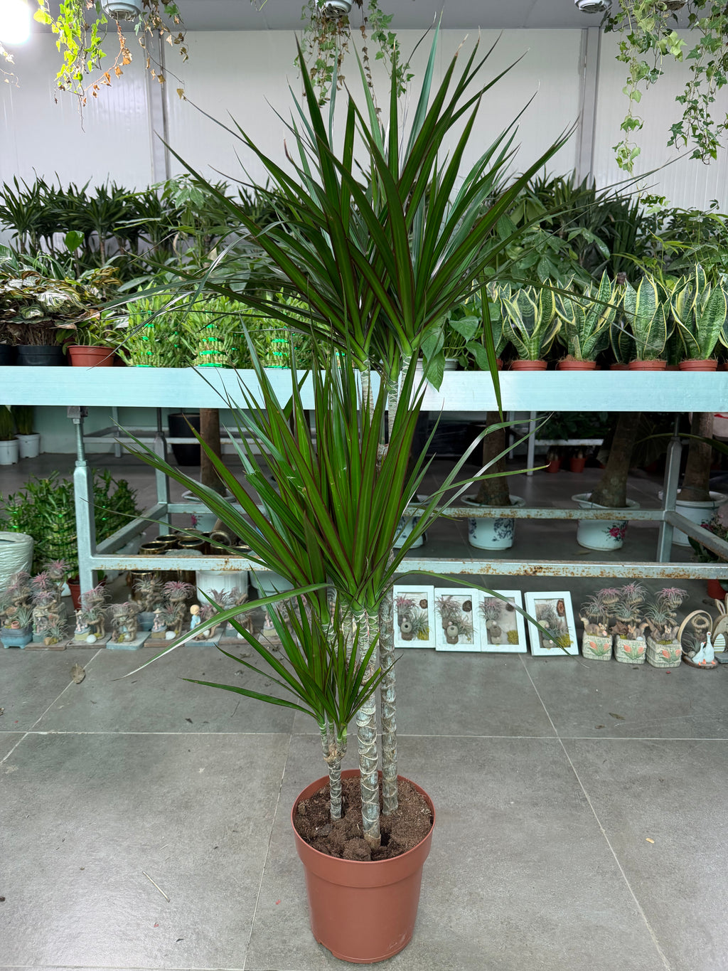 Dracaena Marginata