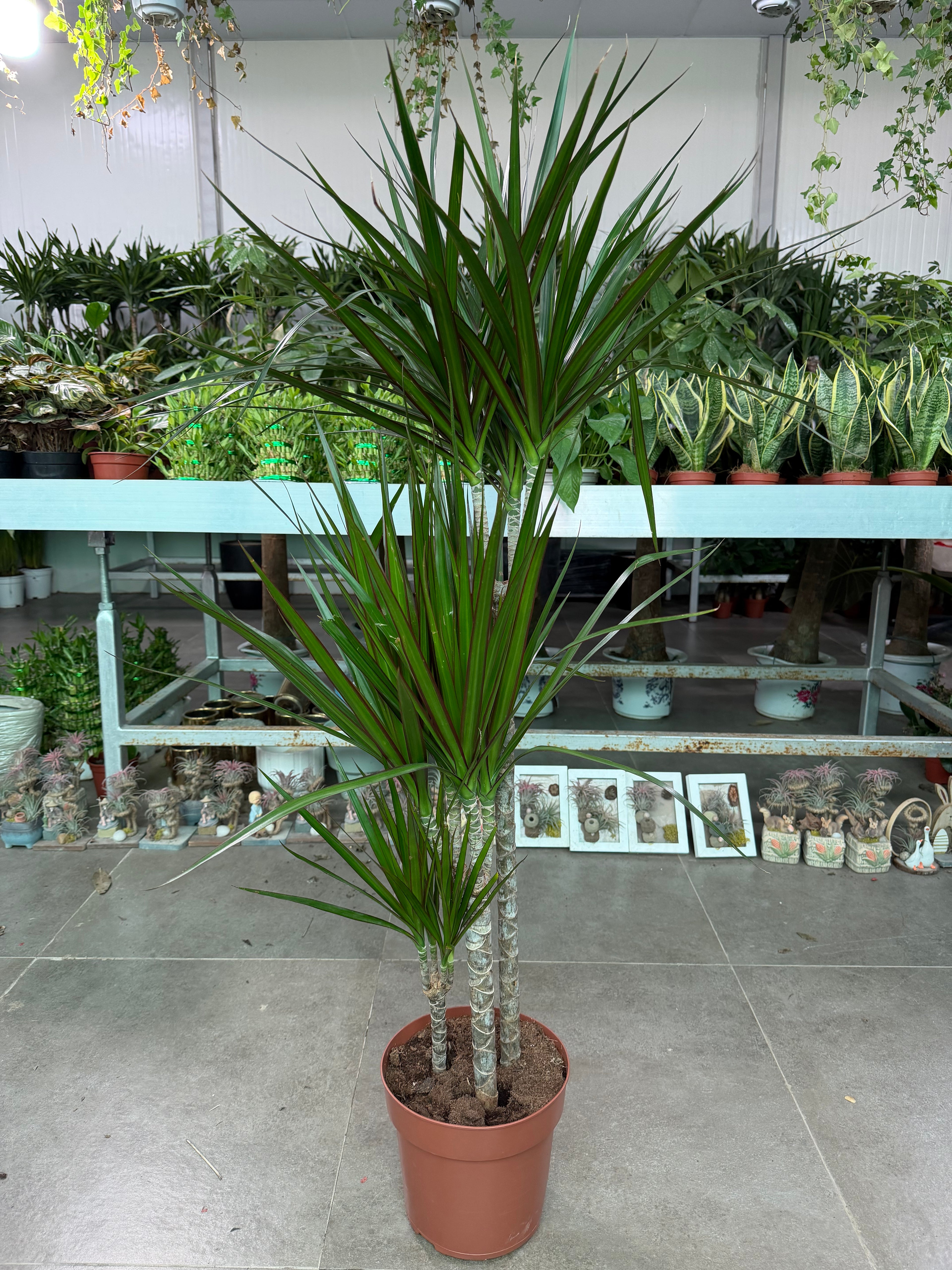Dracaena Marginata