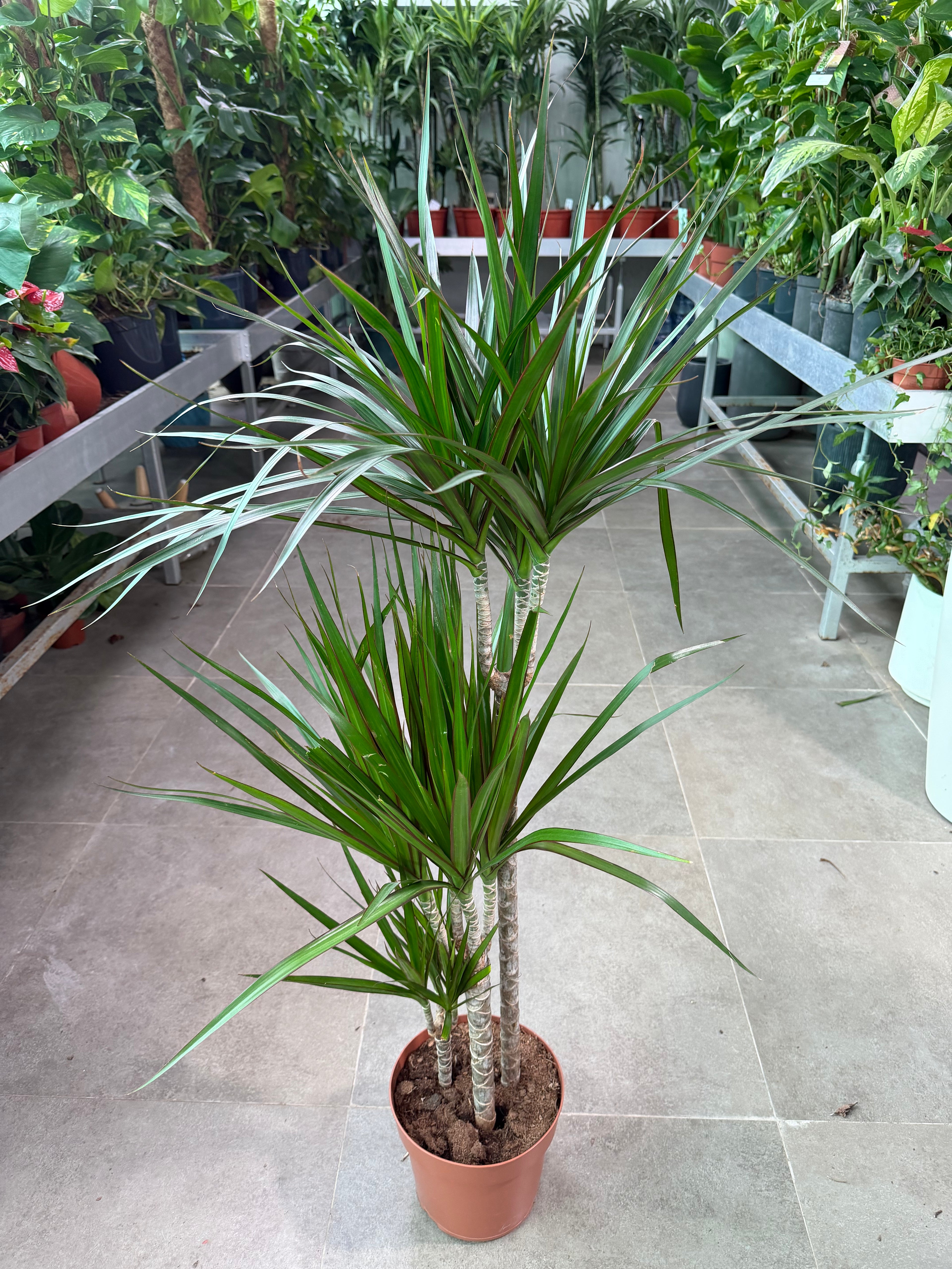 Dracaena Marginata