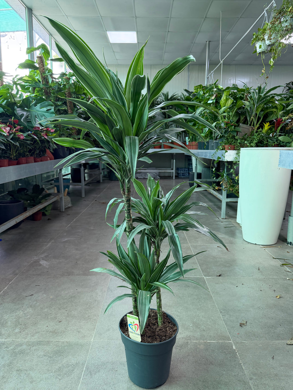 Dracaena Deremensis