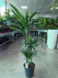 Dracaena Deremensis