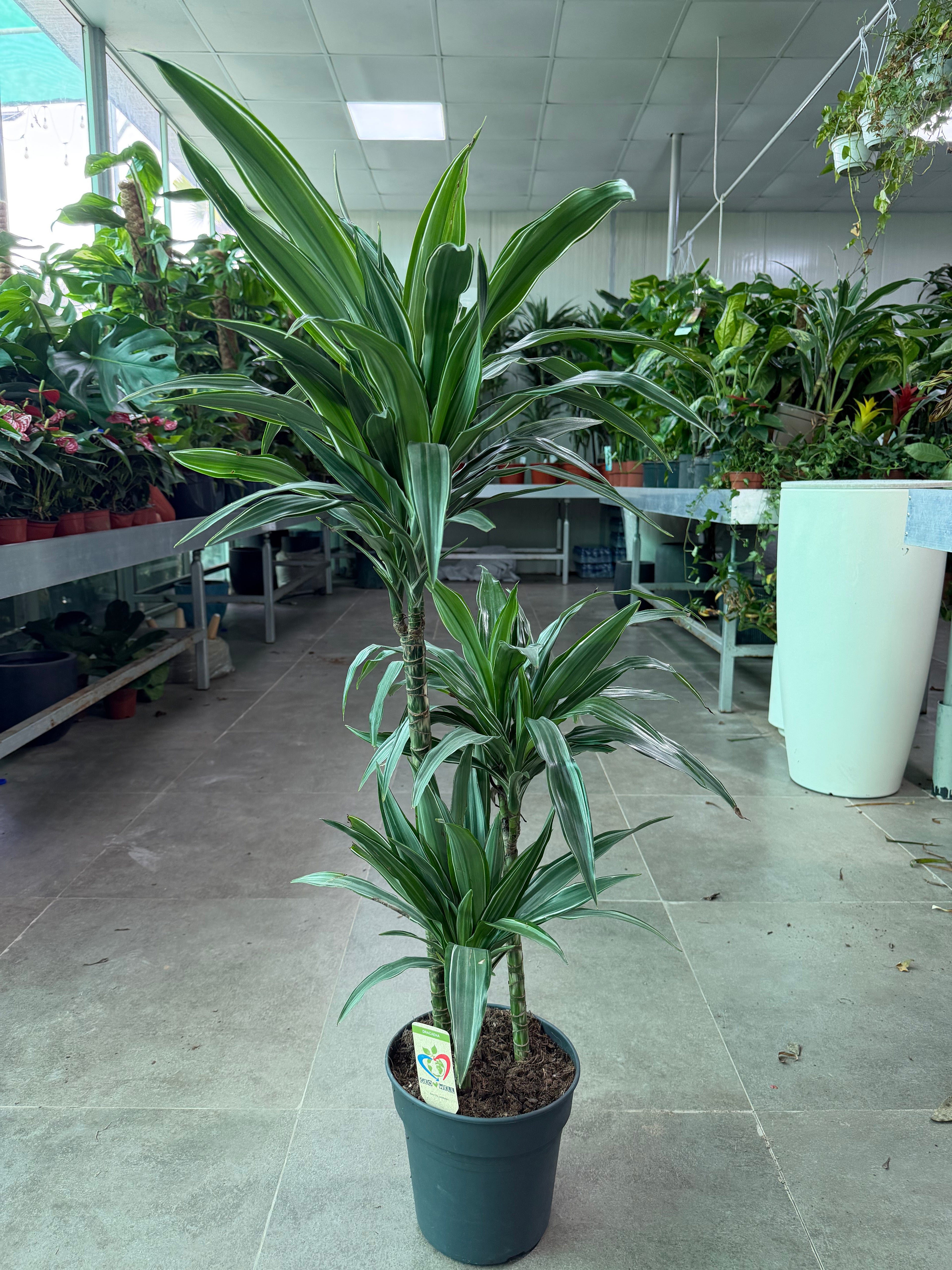 Dracaena Deremensis