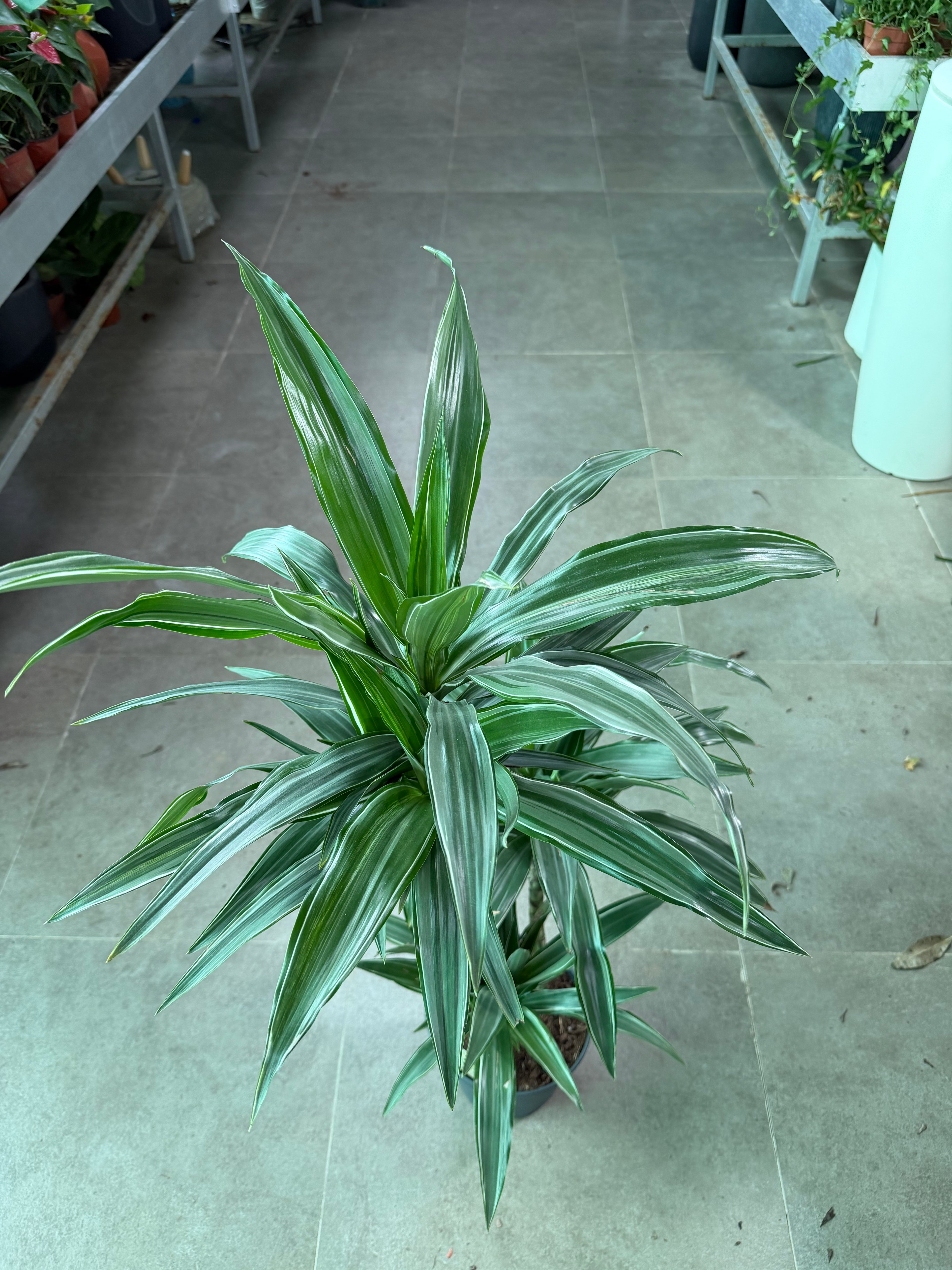 Dracaena Deremensis