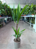 Yucca