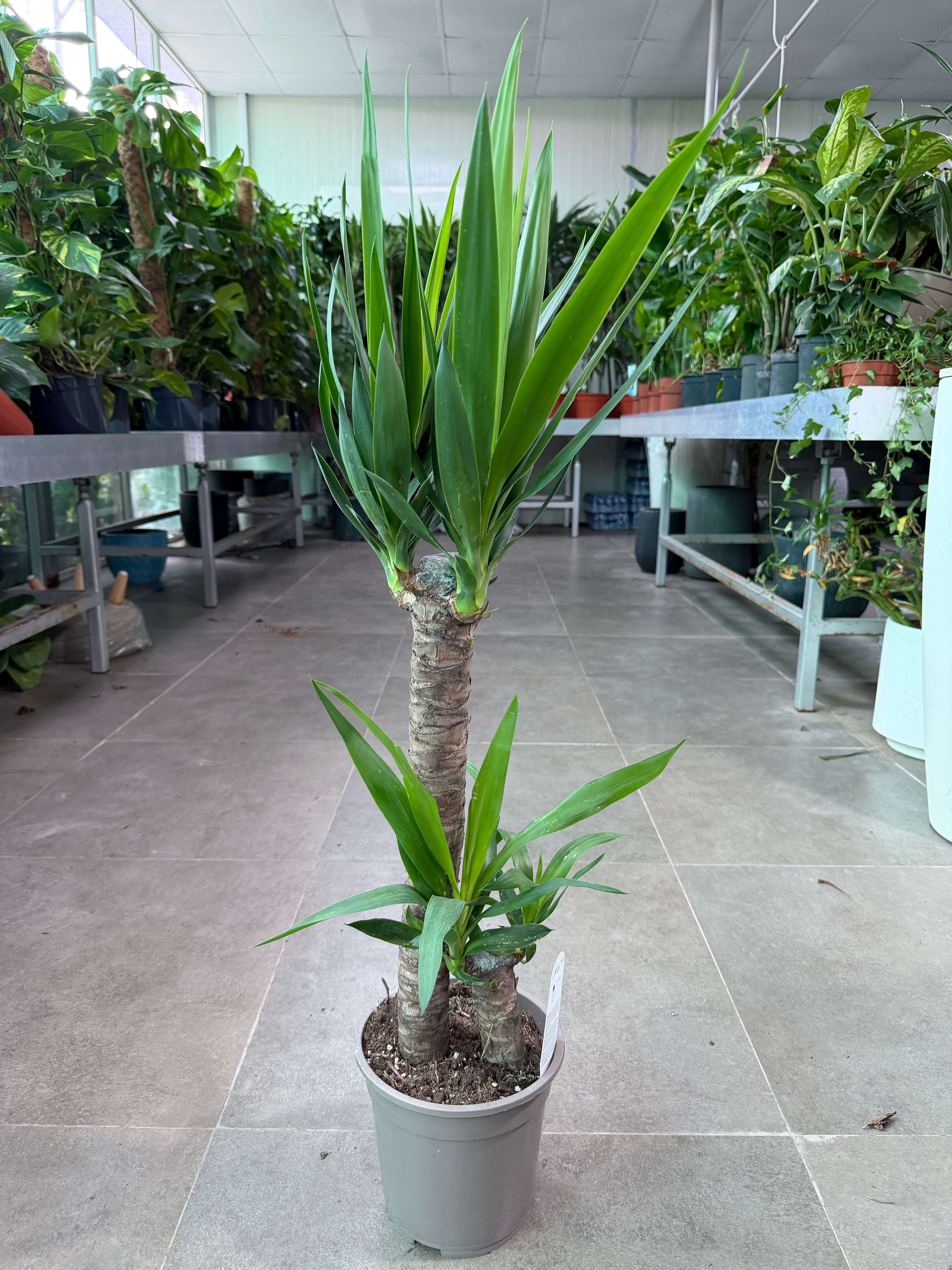 Yucca