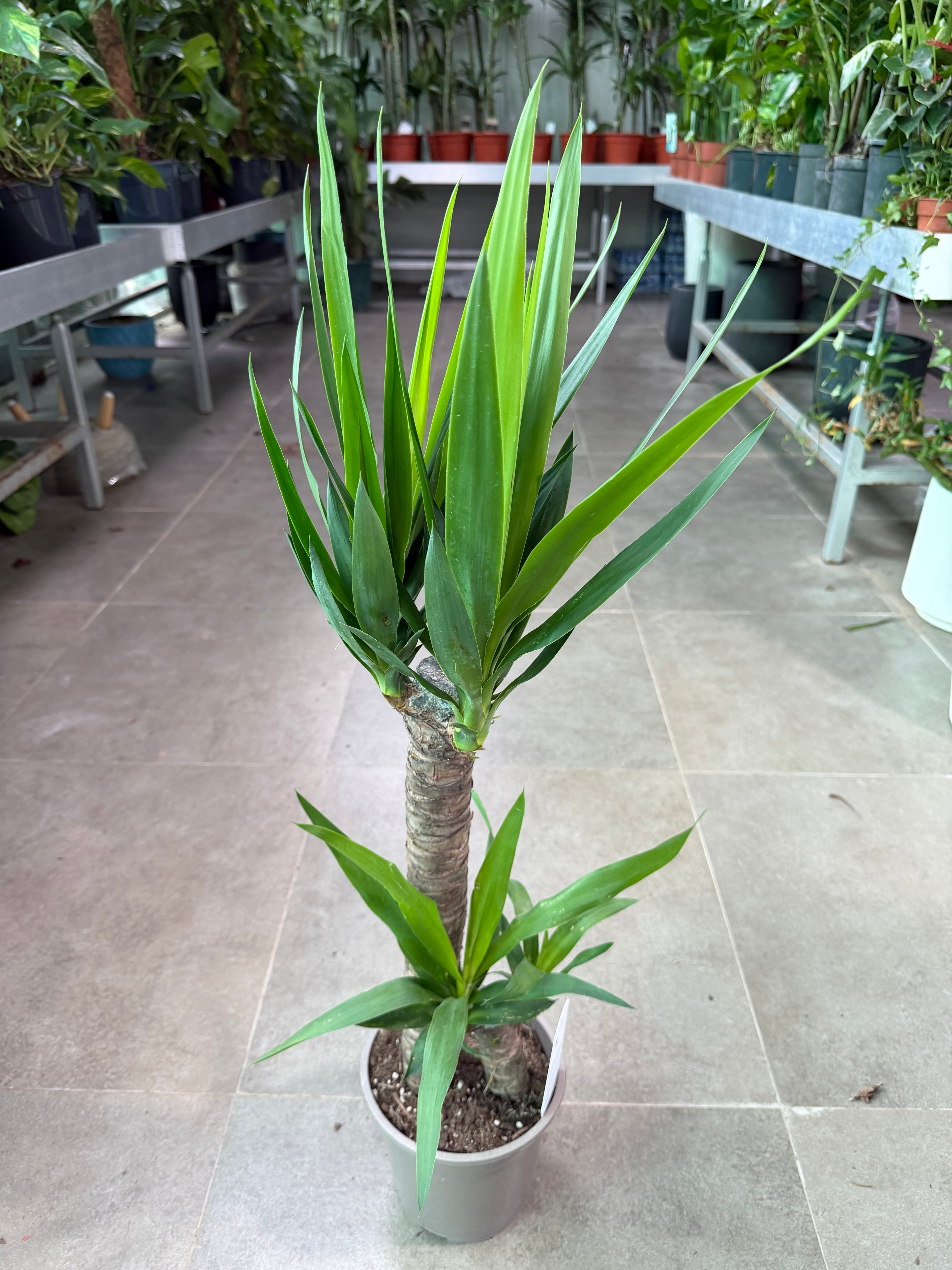 Yucca