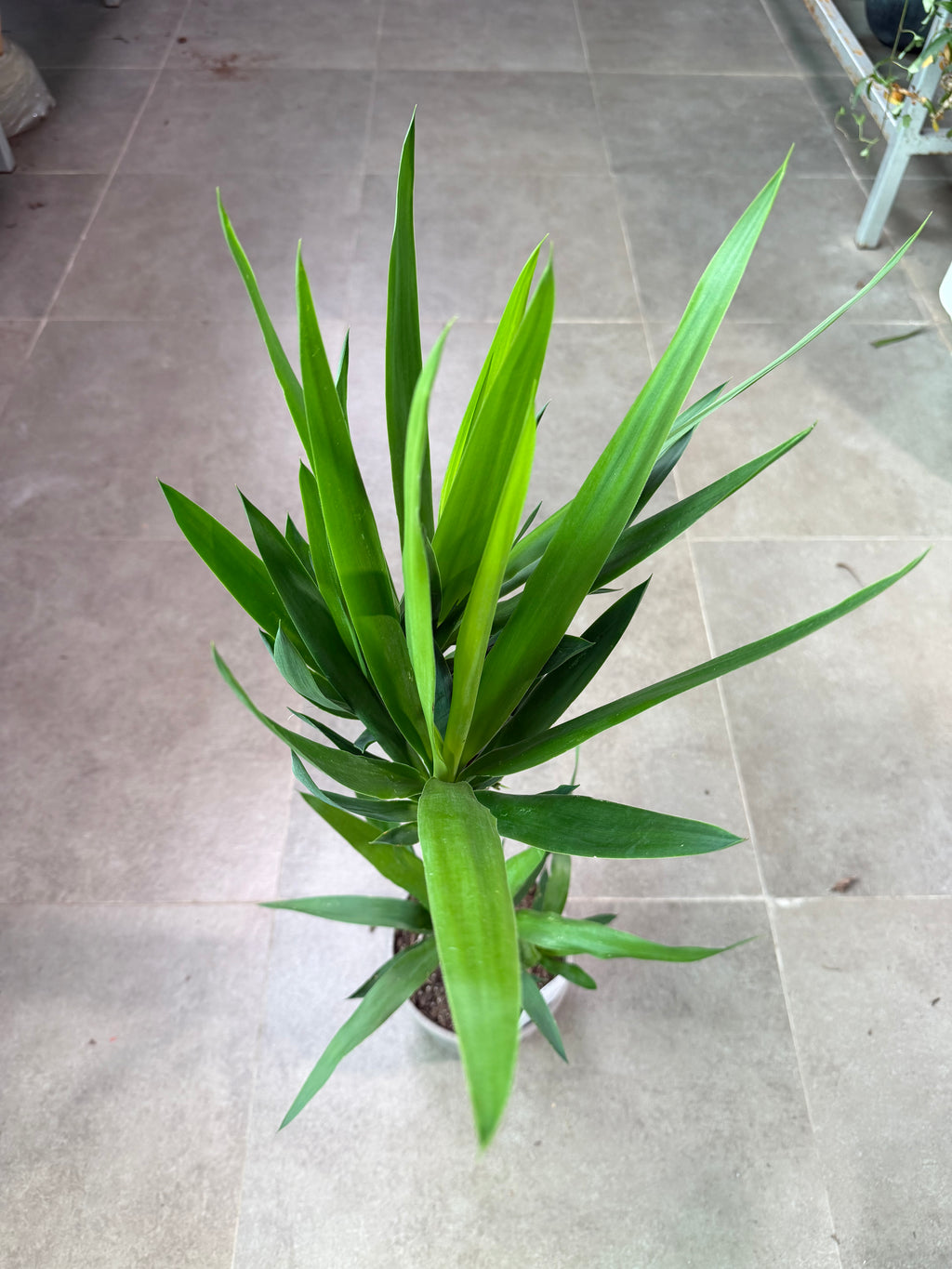 Yucca