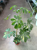 Schefflera