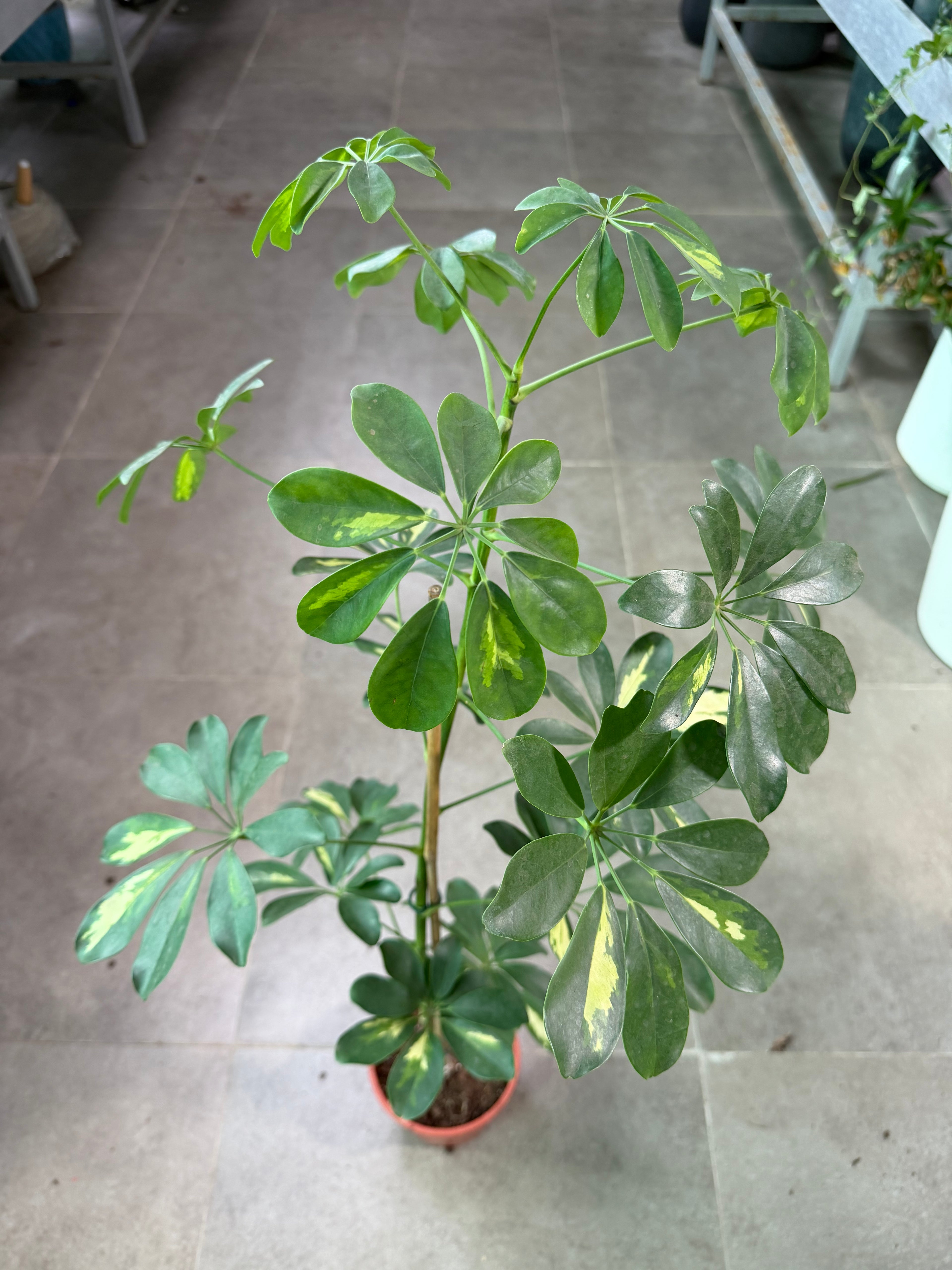 Schefflera