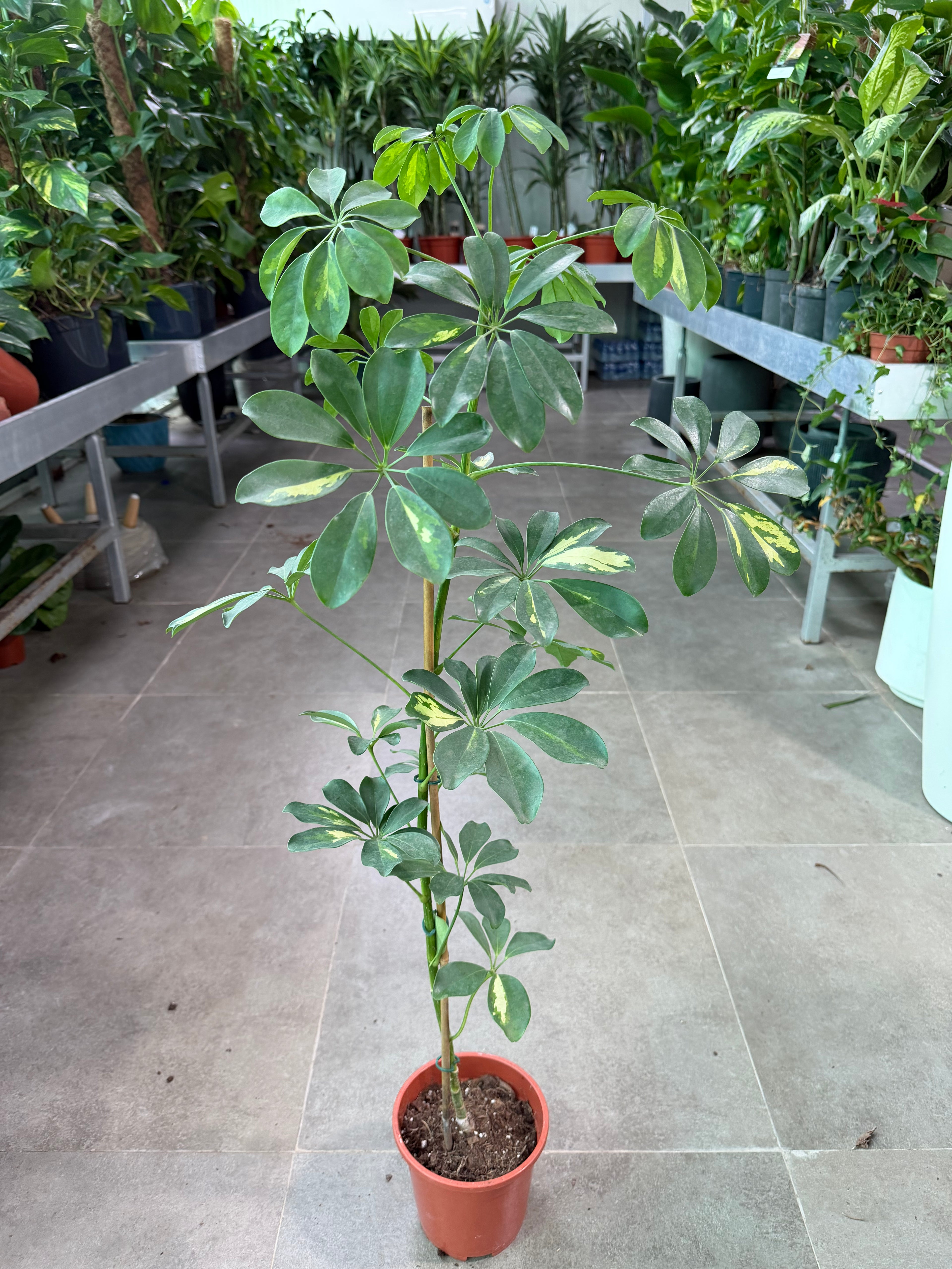 Schefflera