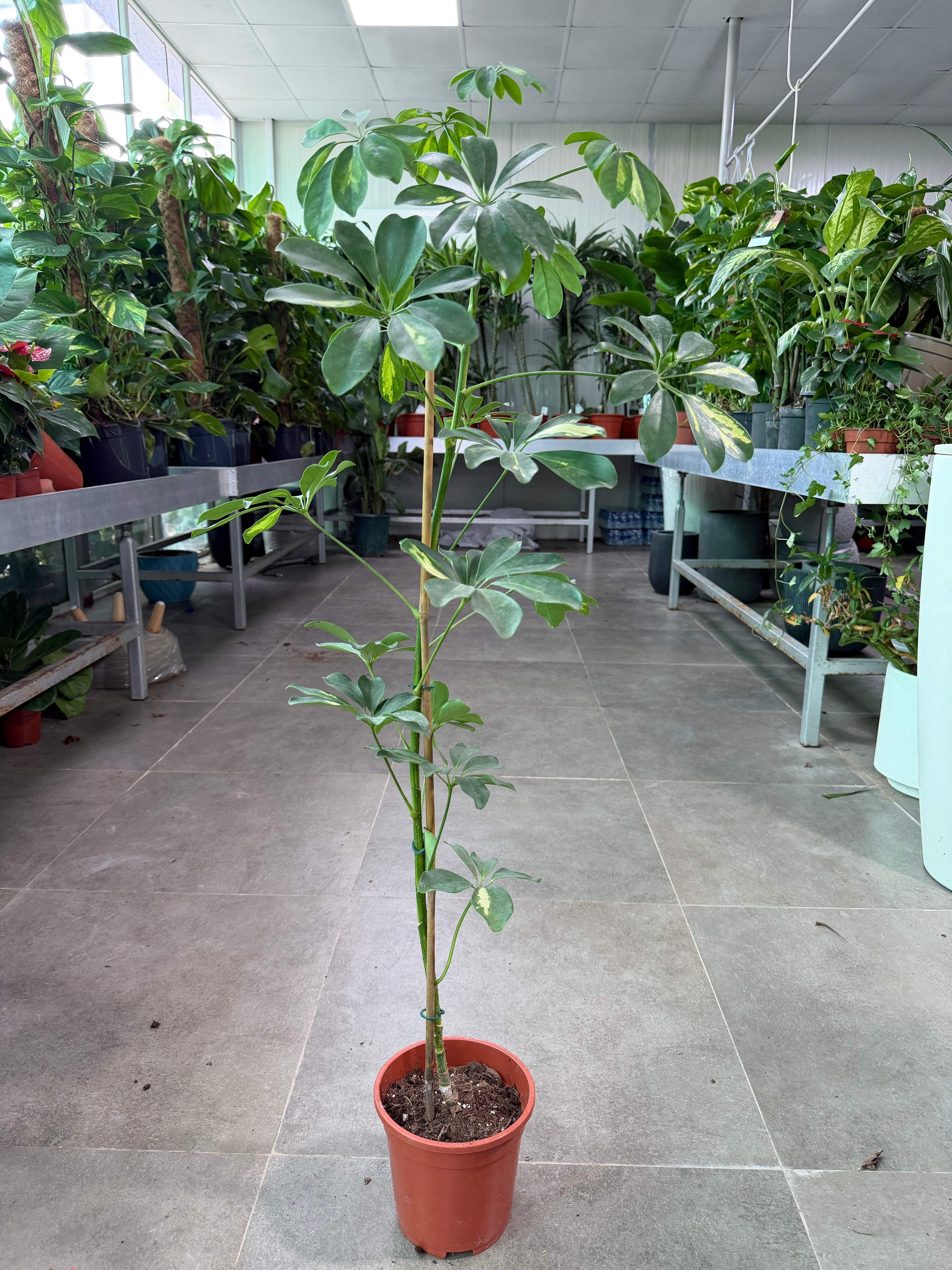 Schefflera
