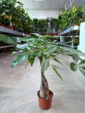 Money Tree