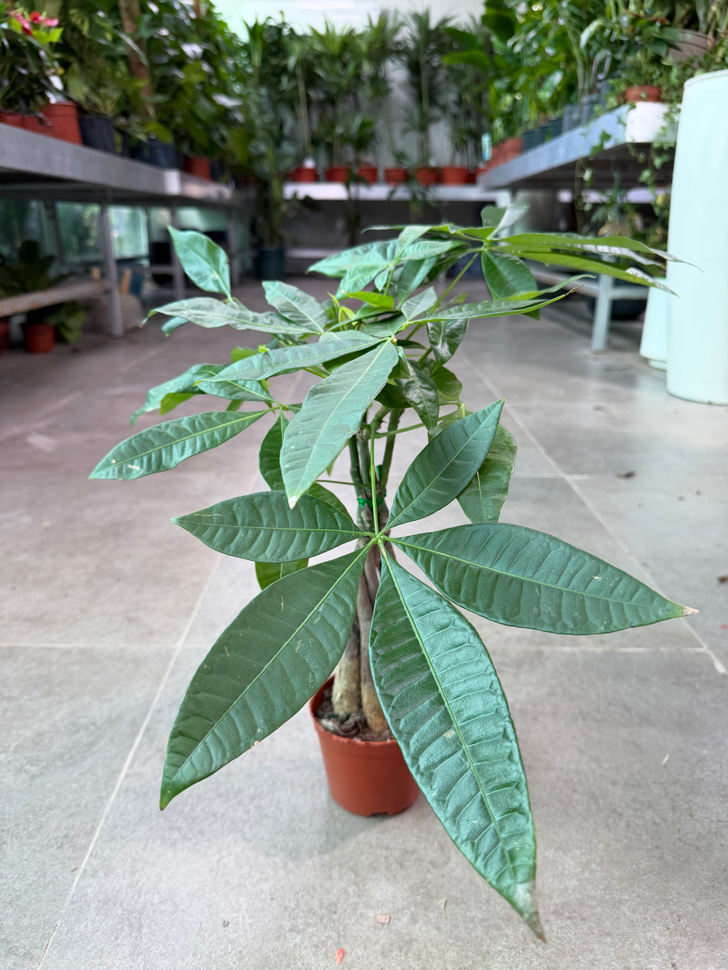 Money Tree