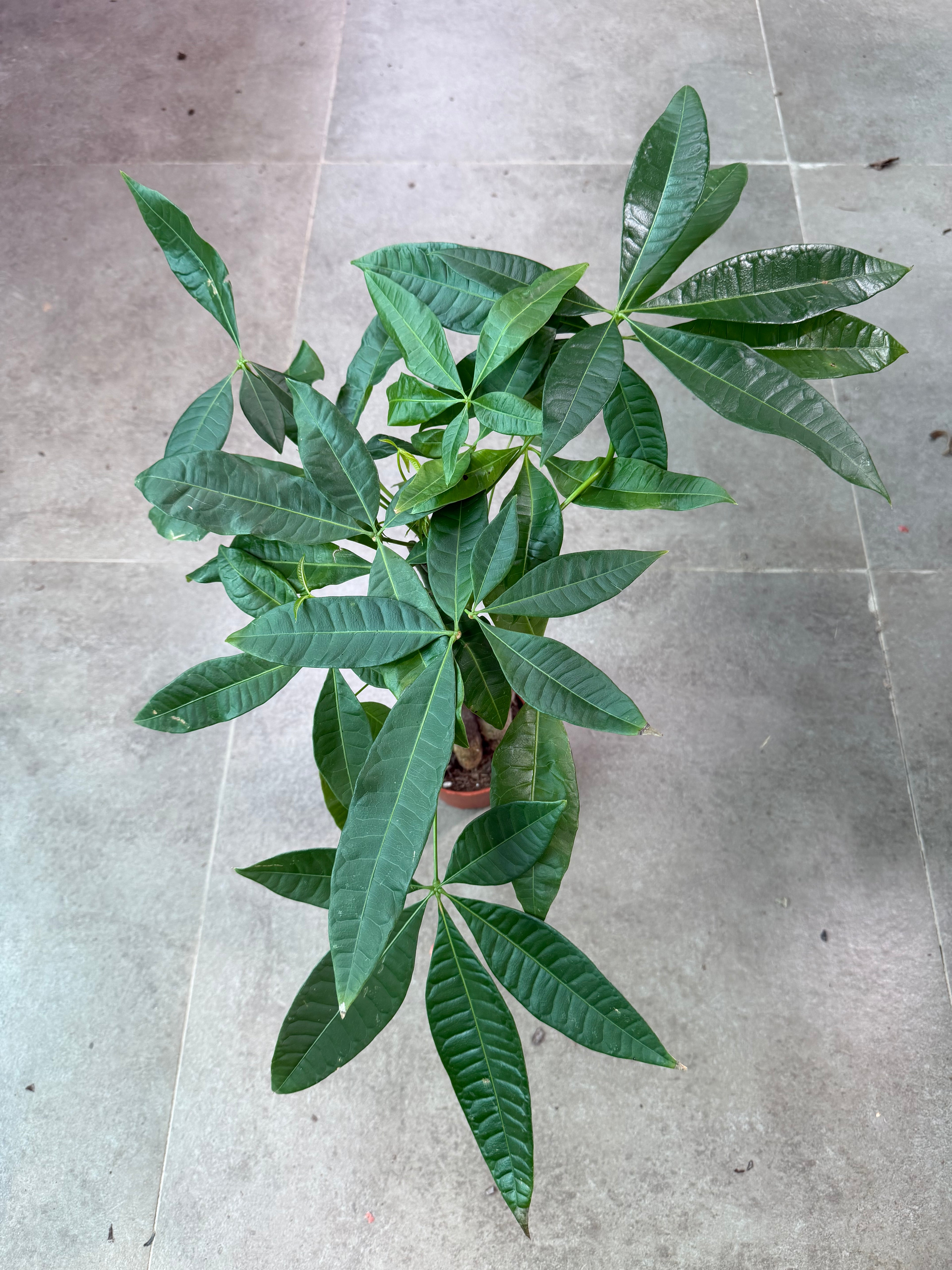 Money Tree