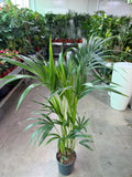 Kentia Palm
