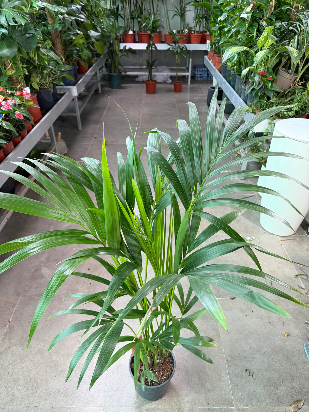Kentia Palm