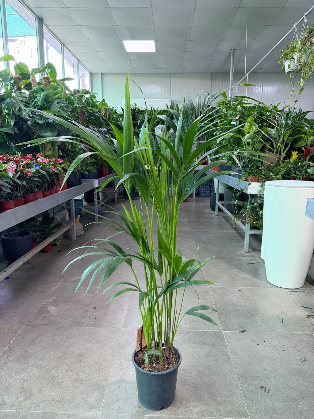 Kentia Palm
