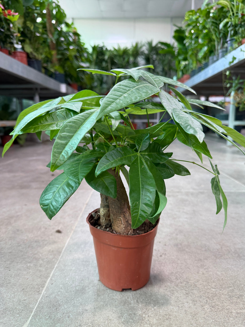 Pachira Bonsai