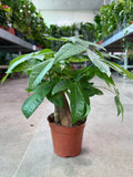 Pachira Bonsai