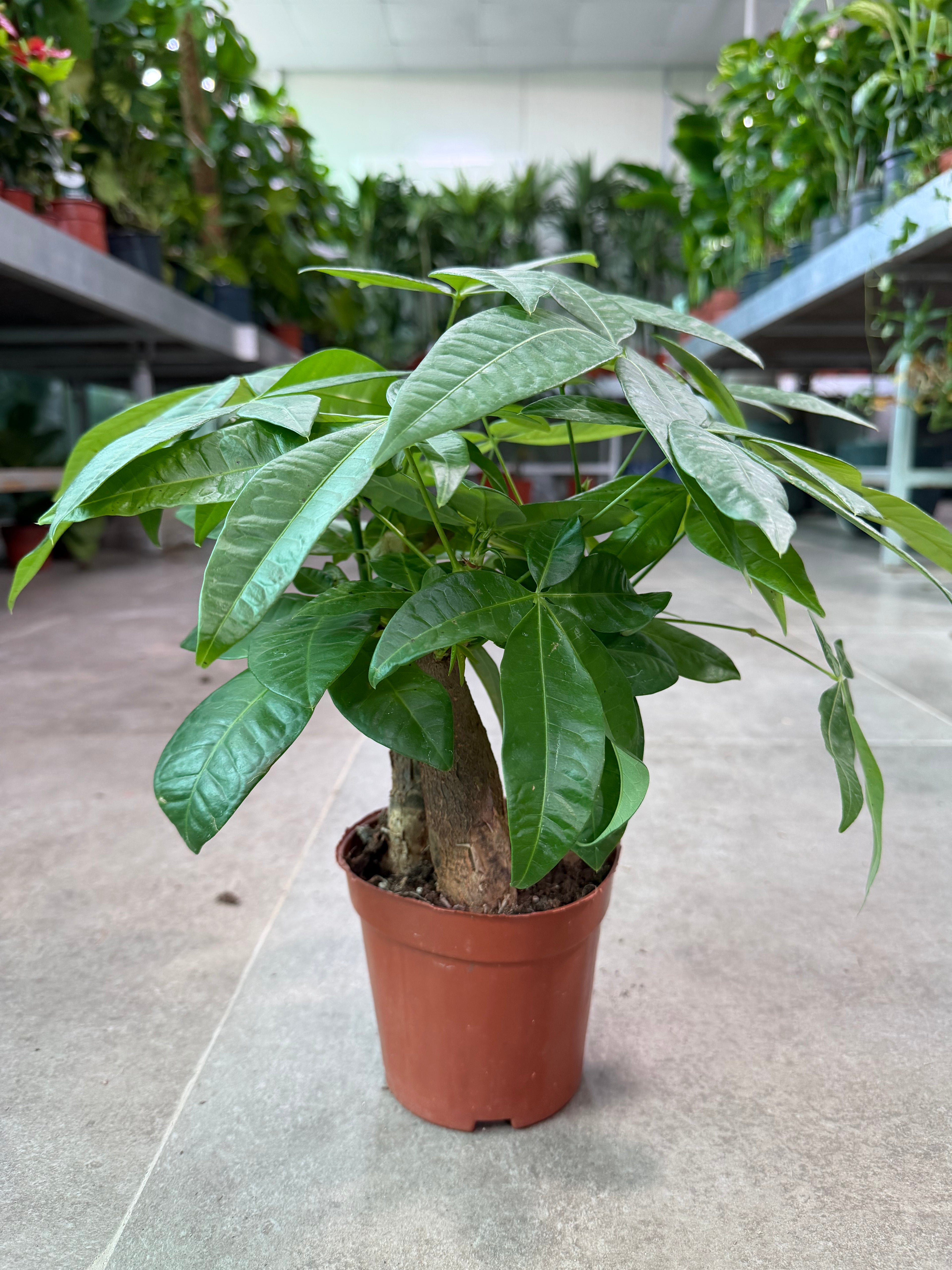 Pachira Bonsai