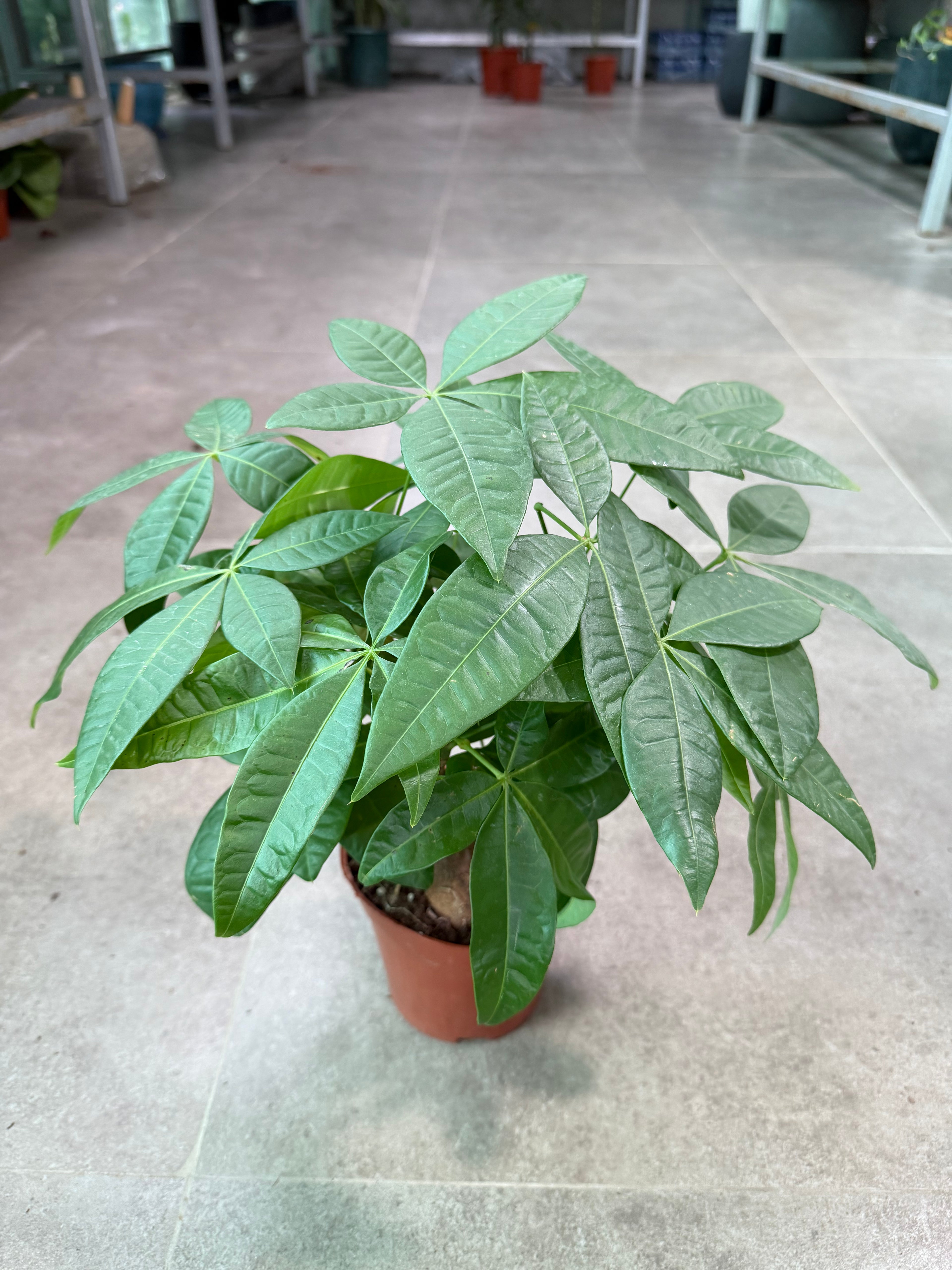 Pachira Bonsai