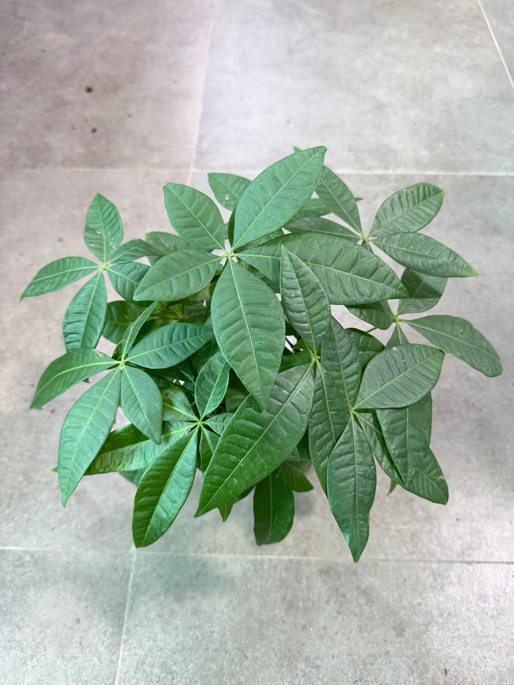 Pachira Bonsai