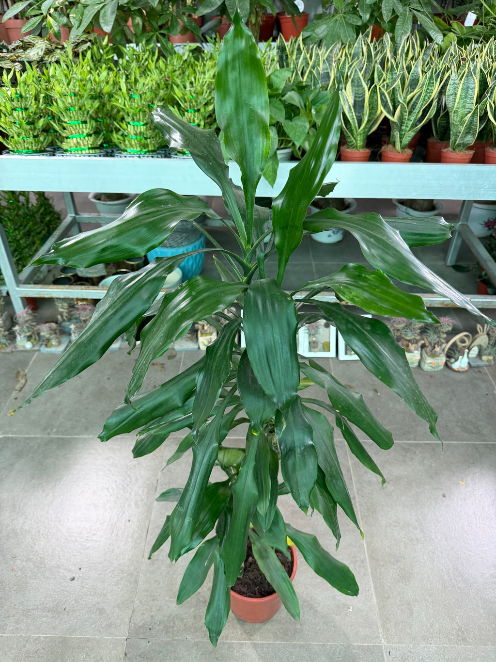 Dracaena Lisa