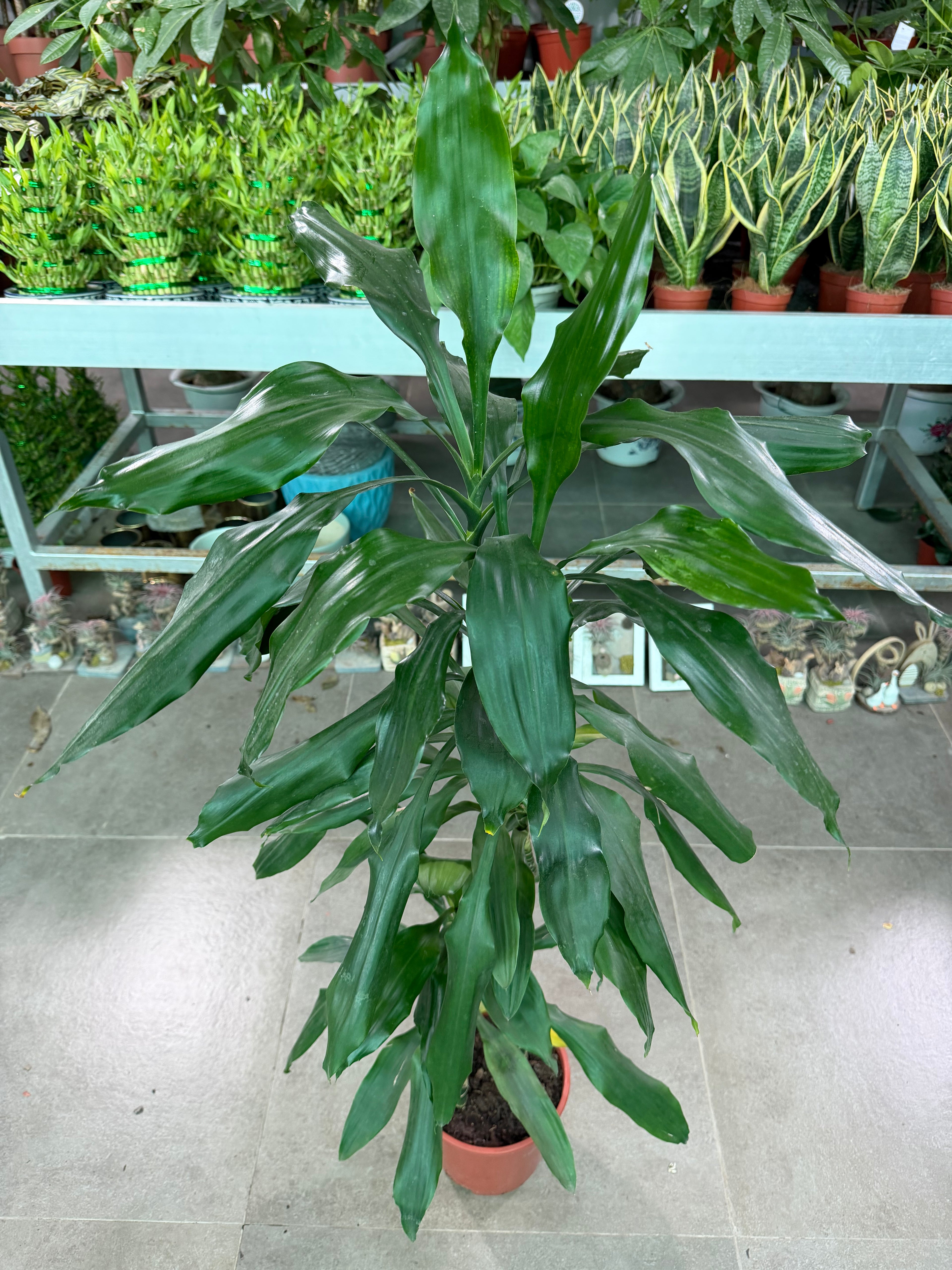 Dracaena Lisa