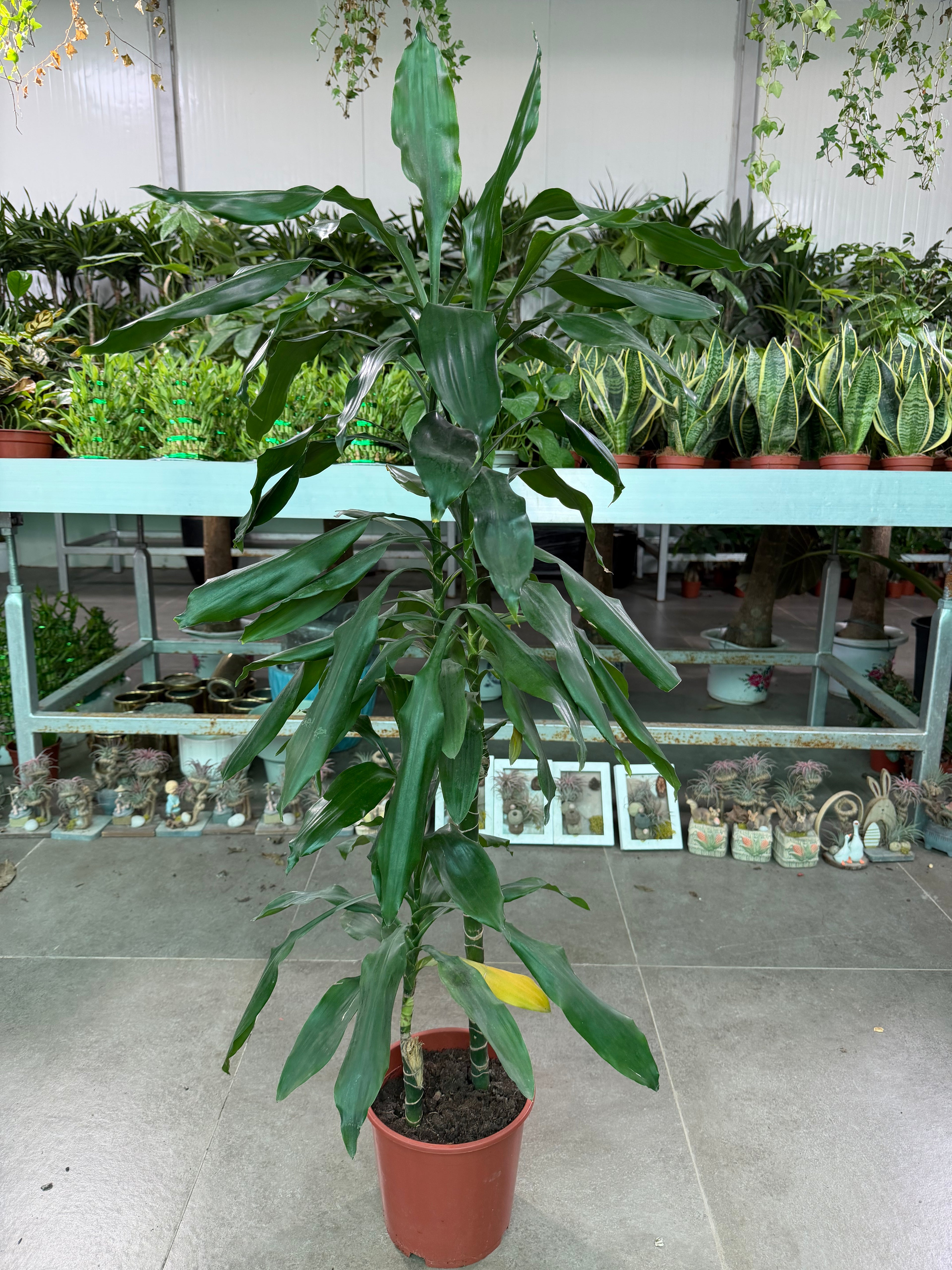 Dracaena Lisa
