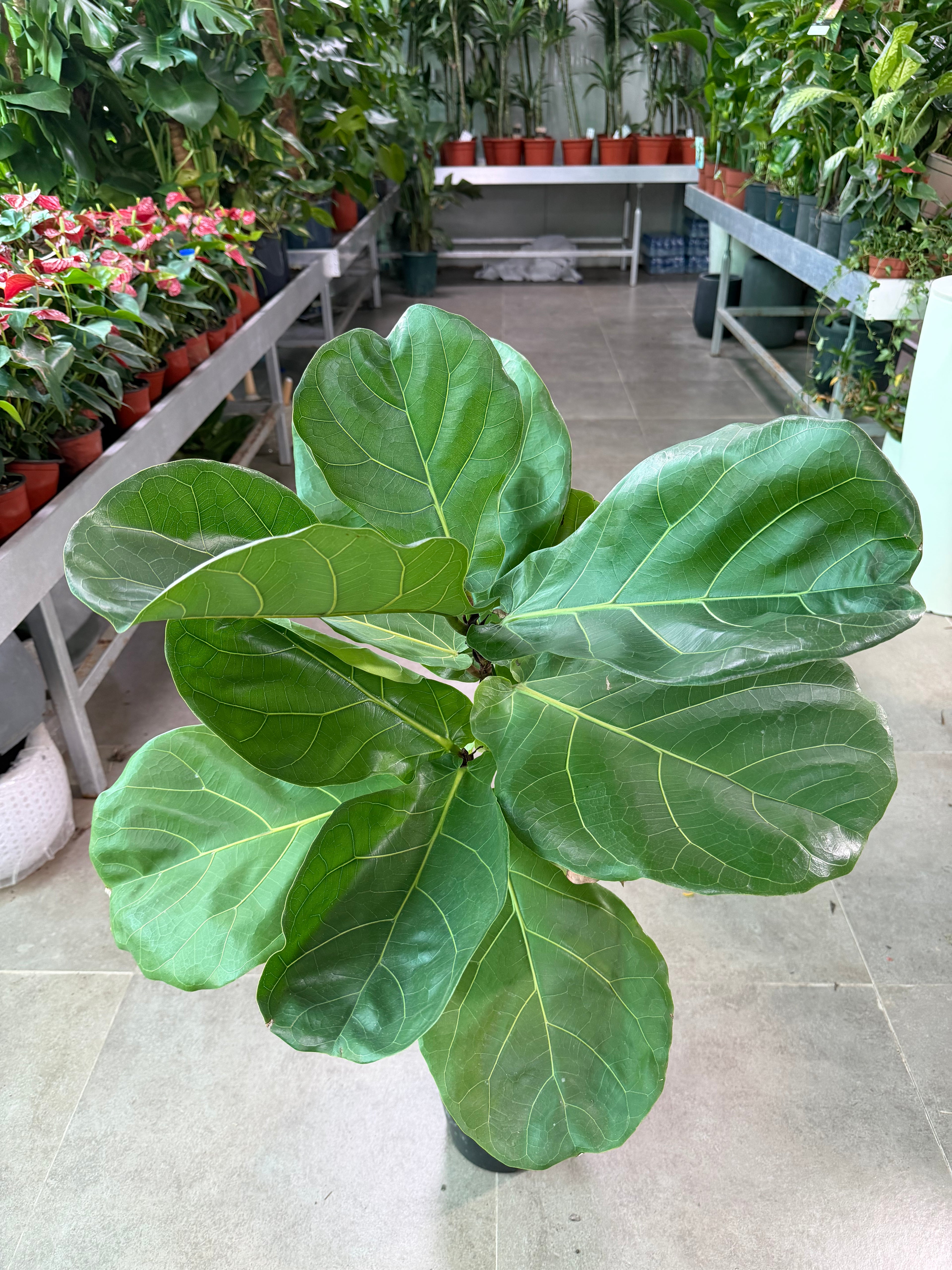 Fiddle Leaf Fig