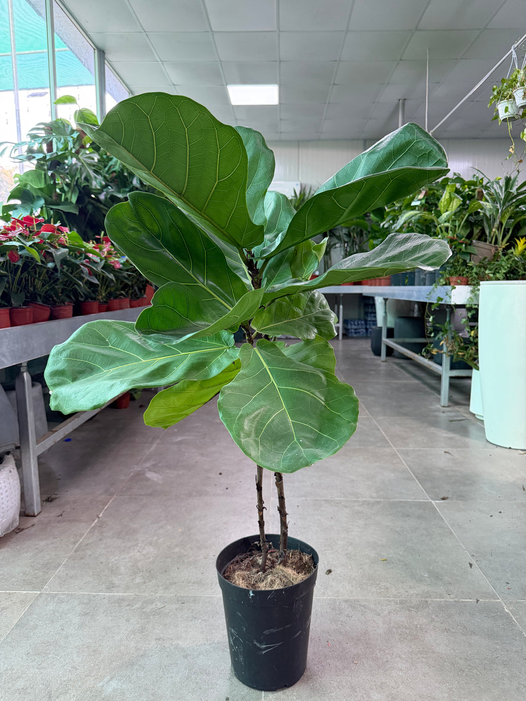 Fiddle Leaf Fig