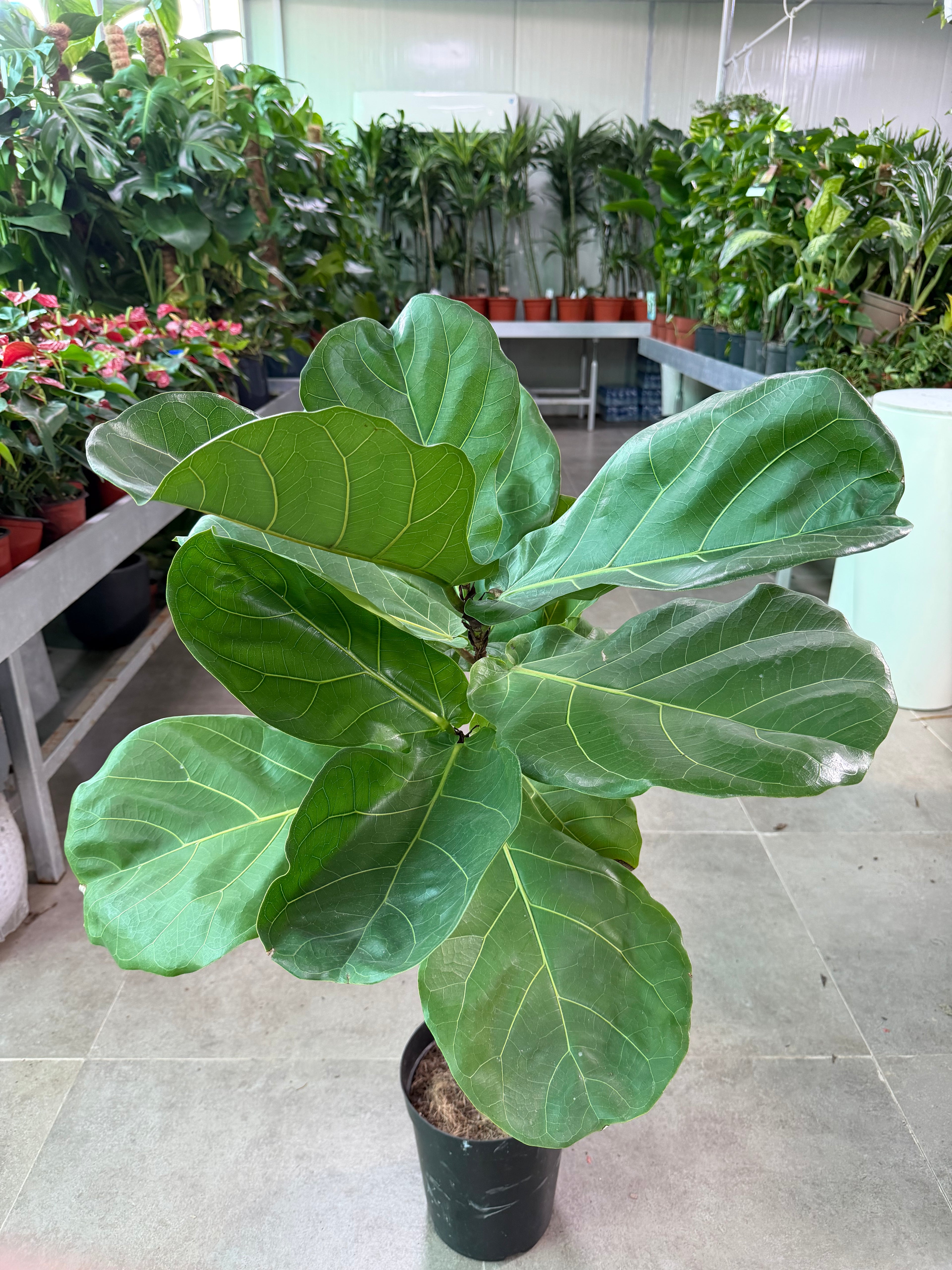 Fiddle Leaf Fig