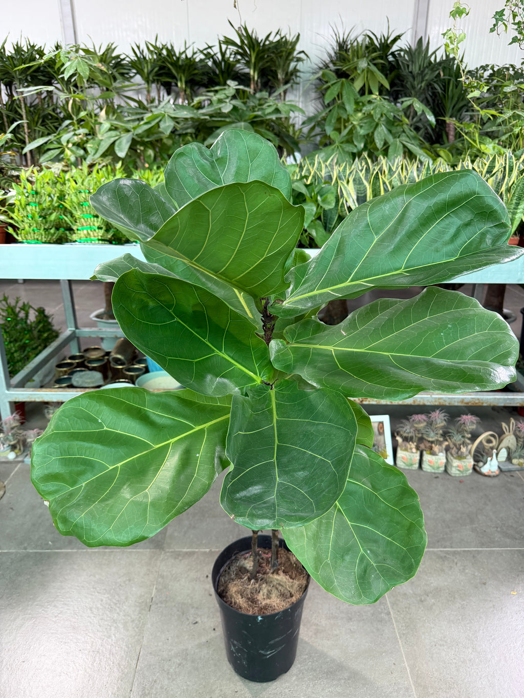Fiddle Leaf Fig