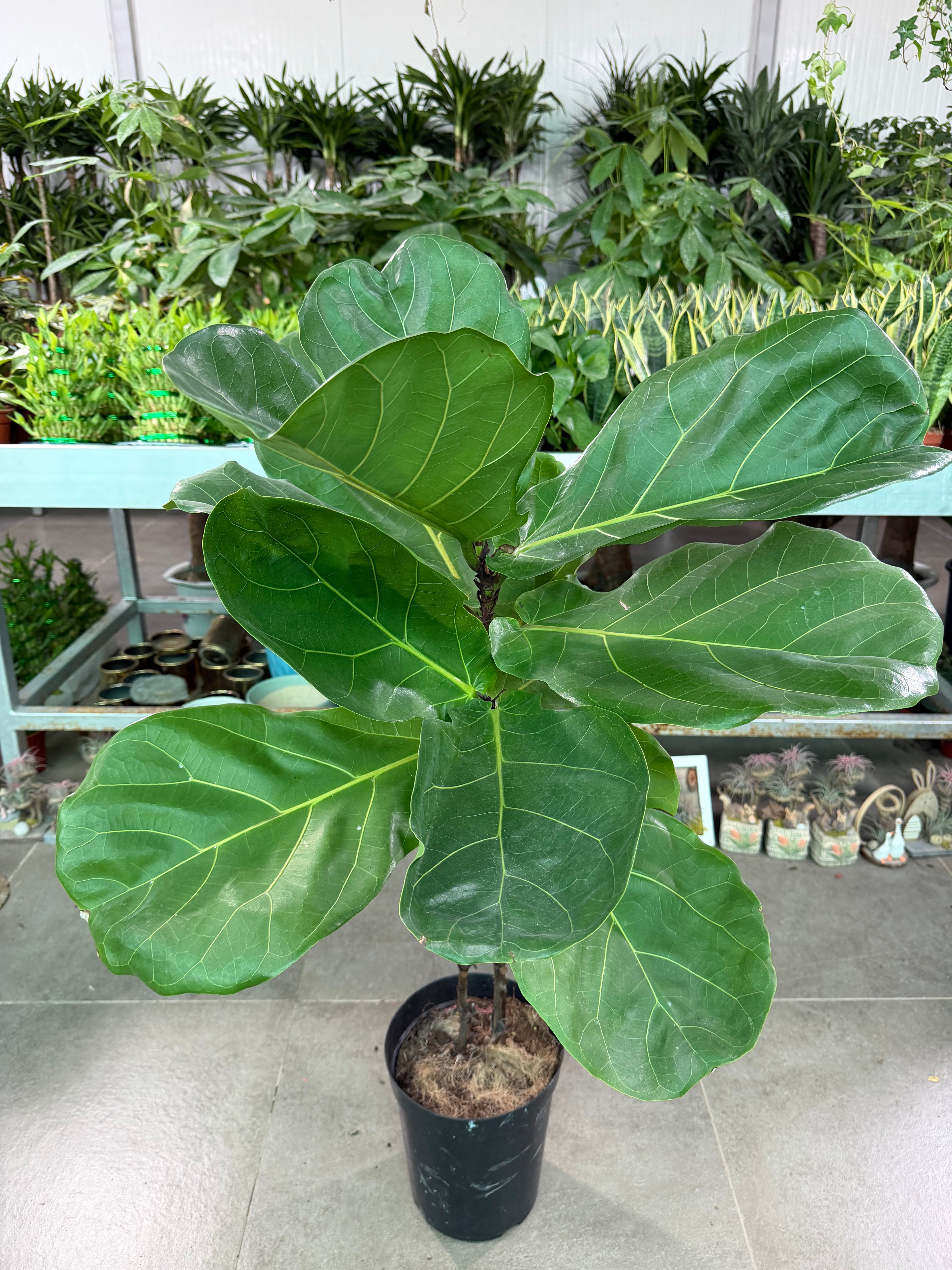 Fiddle Leaf Fig