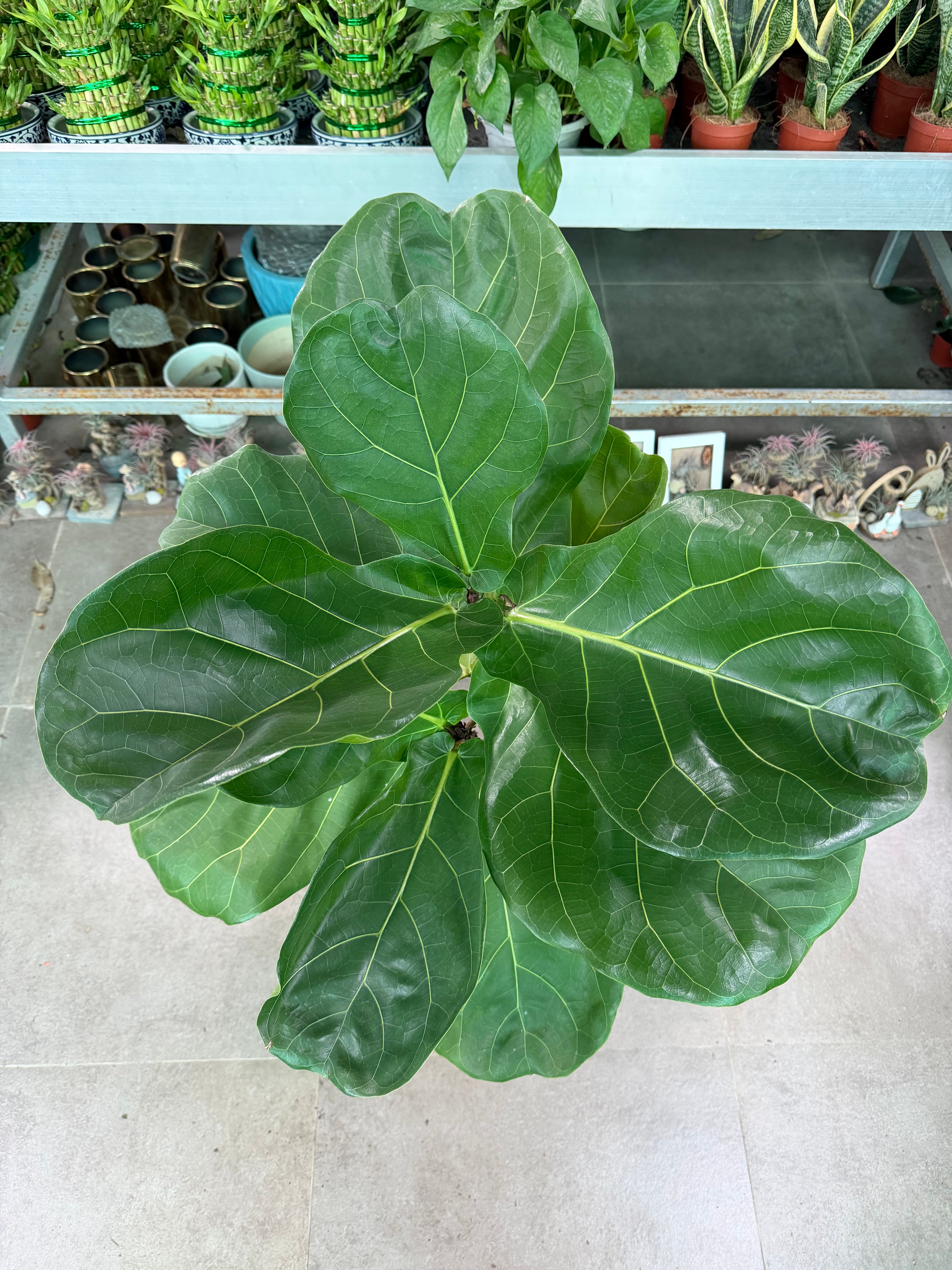 Fiddle Leaf Fig