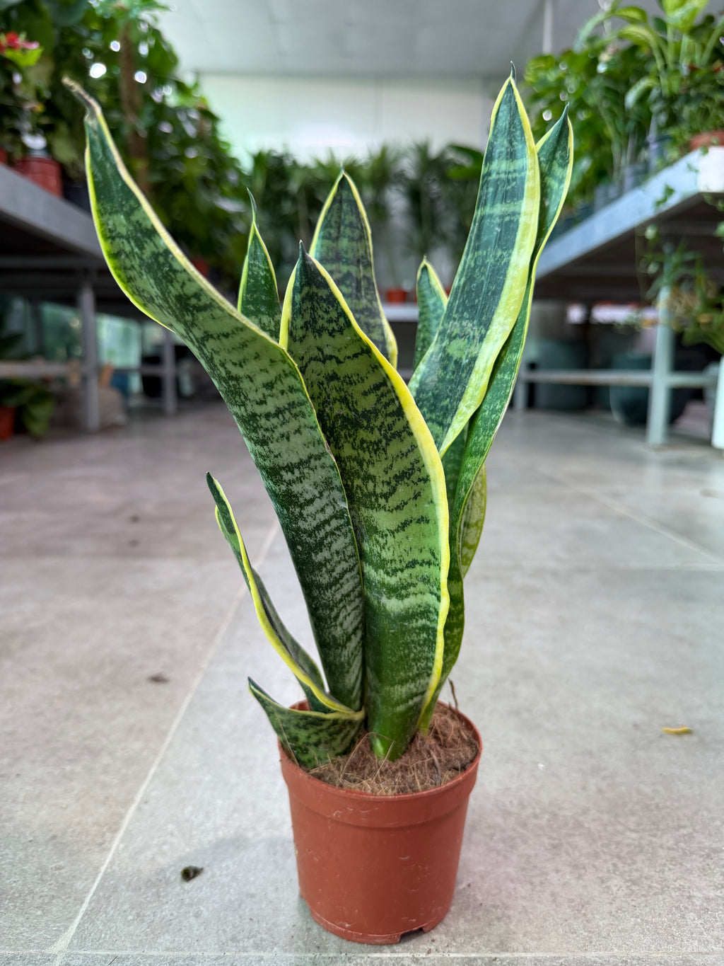 Snake Plant